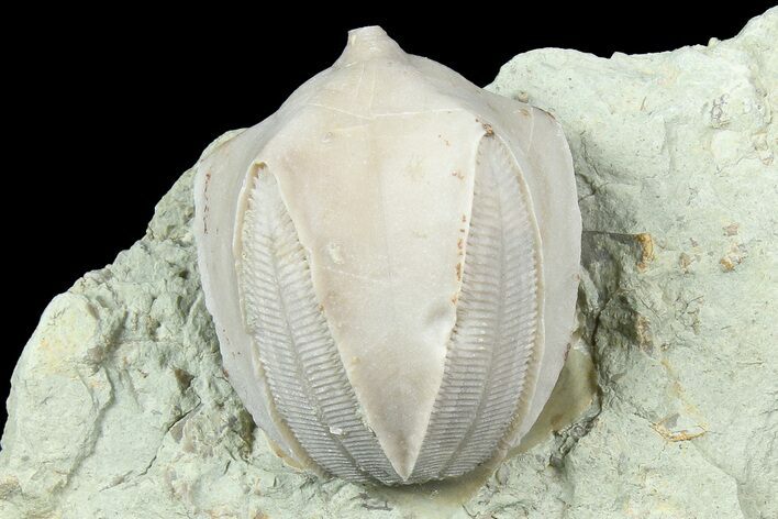 Blastoid (Pentremites) Fossil - Illinois #184100